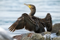 Kormoran velky - Phalacrocorax carbo - Great Cormorant 9945